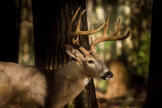 Deer in a natural forest setting near Cherokee National Forest