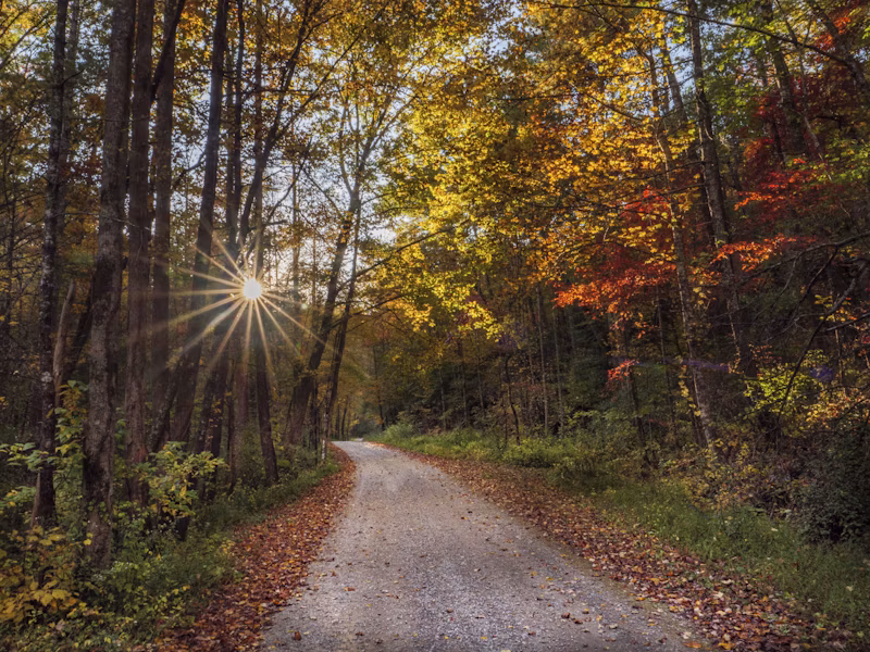 Scenic forest road near Cherokee National Forest